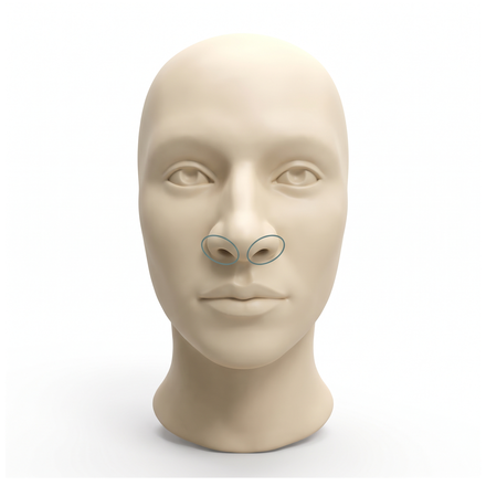 رسم توضيحي 3D لأنف تبدو فتحتاه كبيرتين من الأمام
