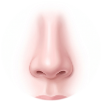 Diagram aligning the frontal facial outline with the midline