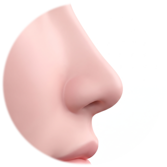 Side-profile diagram with the curves of the nasal bridge and the corner of the mouth flowing smoothly into each other