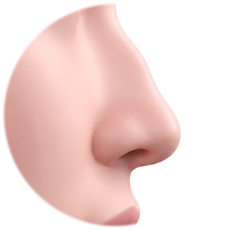 Side-profile illustration with a downward-drooping nasal tip