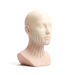 首から顔全体まで等間隔の上向きガイドラインを示した3Dイラスト