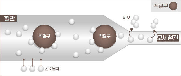 고기압일 때의 혈관 도해 — 산소분자가 혈액에 녹아 모세혈관과 세포까지 도달하는 모습