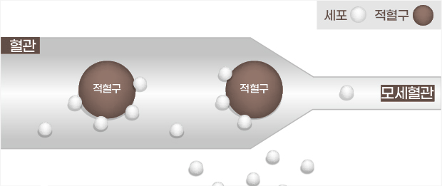 1기압 대기 중의 혈관 도해 — 적혈구와 산소분자가 혈관을 지나 모세혈관으로 좁아지는 모습