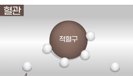 적혈구에 산소분자가 붙어 있는 혈관 안 확대 도해