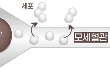 모세혈관을 지나 세포까지 산소분자가 도달하는 확대 도해