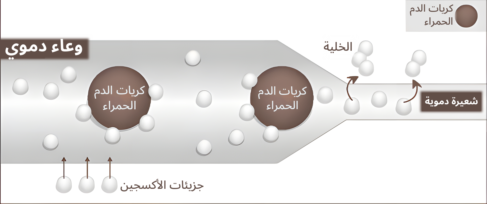 رسم توضيحي لوعاء دموي عند الضغط المرتفع — جزيئات الأكسجين تذوب في الدم وتصل إلى الشعيرات الدموية والخلايا