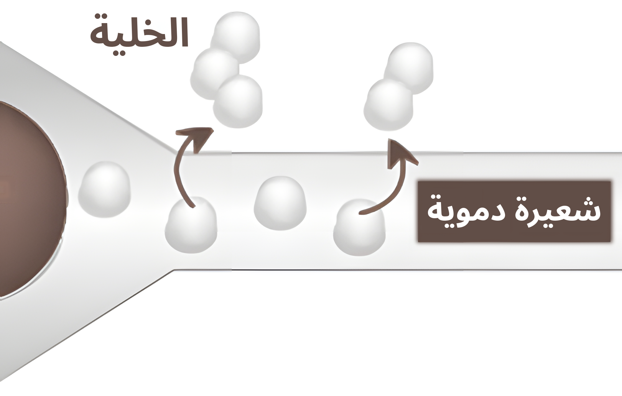رسم توضيحي مكبّر لوصول جزيئات الأكسجين عبر الشعيرات الدموية إلى الخلايا