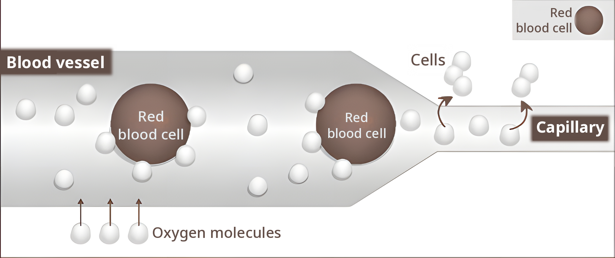 Diagram of blood vessels under high pressure — oxygen molecules dissolved in the blood reaching the capillaries and cells