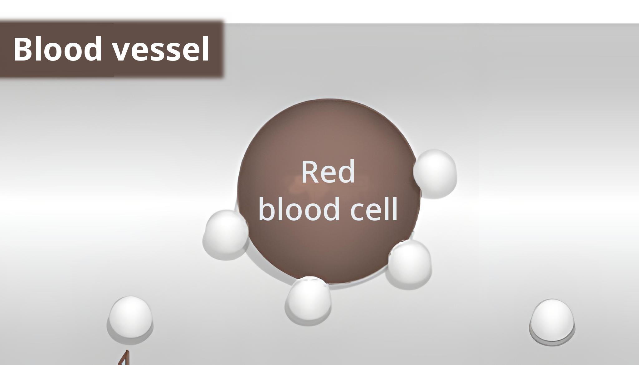 Enlarged diagram inside a blood vessel with oxygen molecules attached to red blood cells