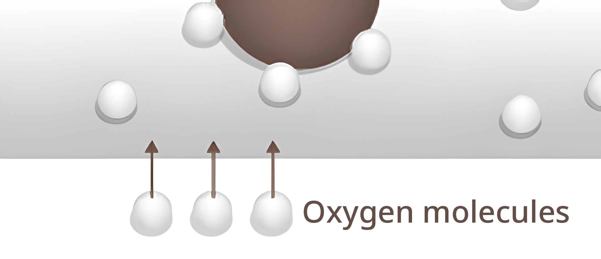 Enlarged diagram of oxygen molecules entering the blood from below the vessel