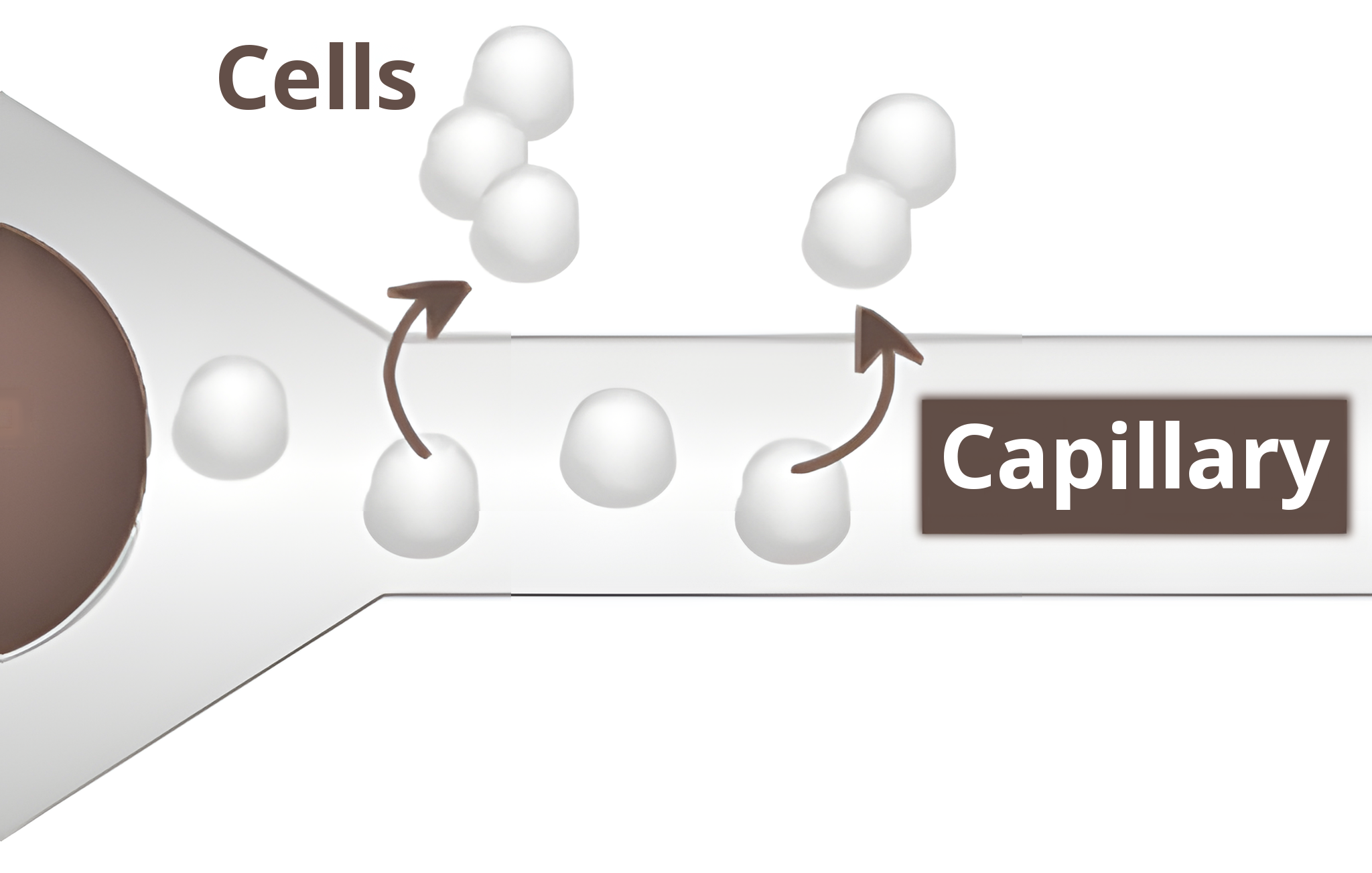 Enlarged diagram of oxygen molecules reaching the cells through the capillaries