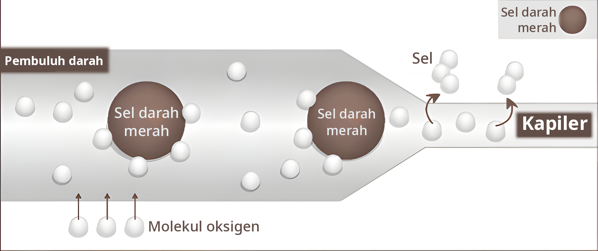 Ilustrasi pembuluh darah saat tekanan tinggi — molekul oksigen larut dalam darah dan mencapai kapiler hingga sel