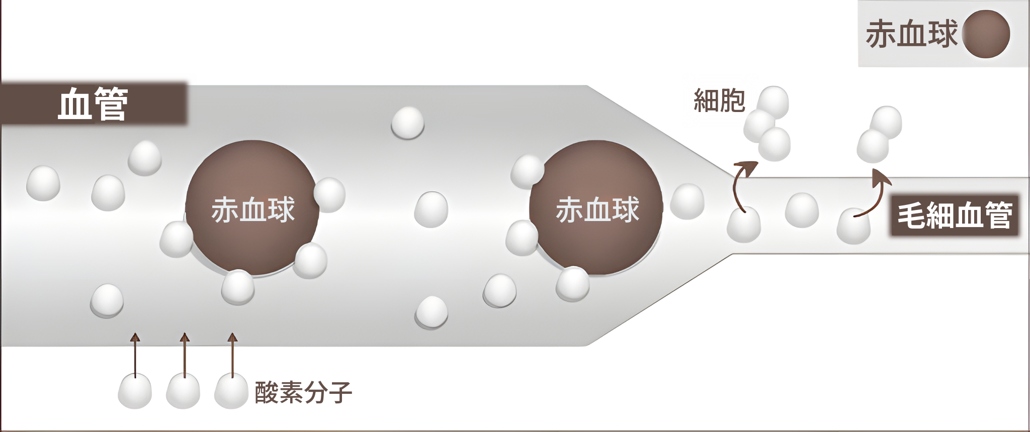 高気圧時の血管の図 — 酸素分子が血液に溶け込み、毛細血管と細胞まで到達する様子