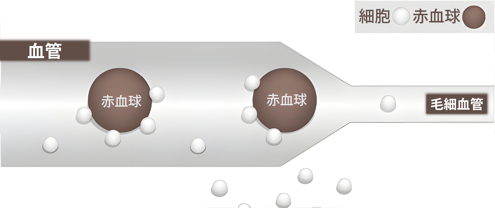 1気圧の大気中の血管の図 — 赤血球と酸素分子が血管を通り、毛細血管へと細くなっていく様子