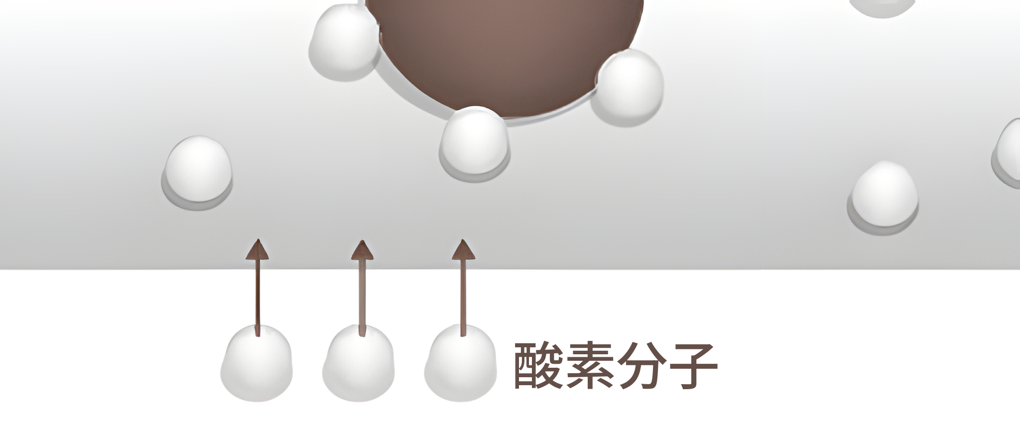 血管の下で酸素分子が血液中に入り込む拡大図