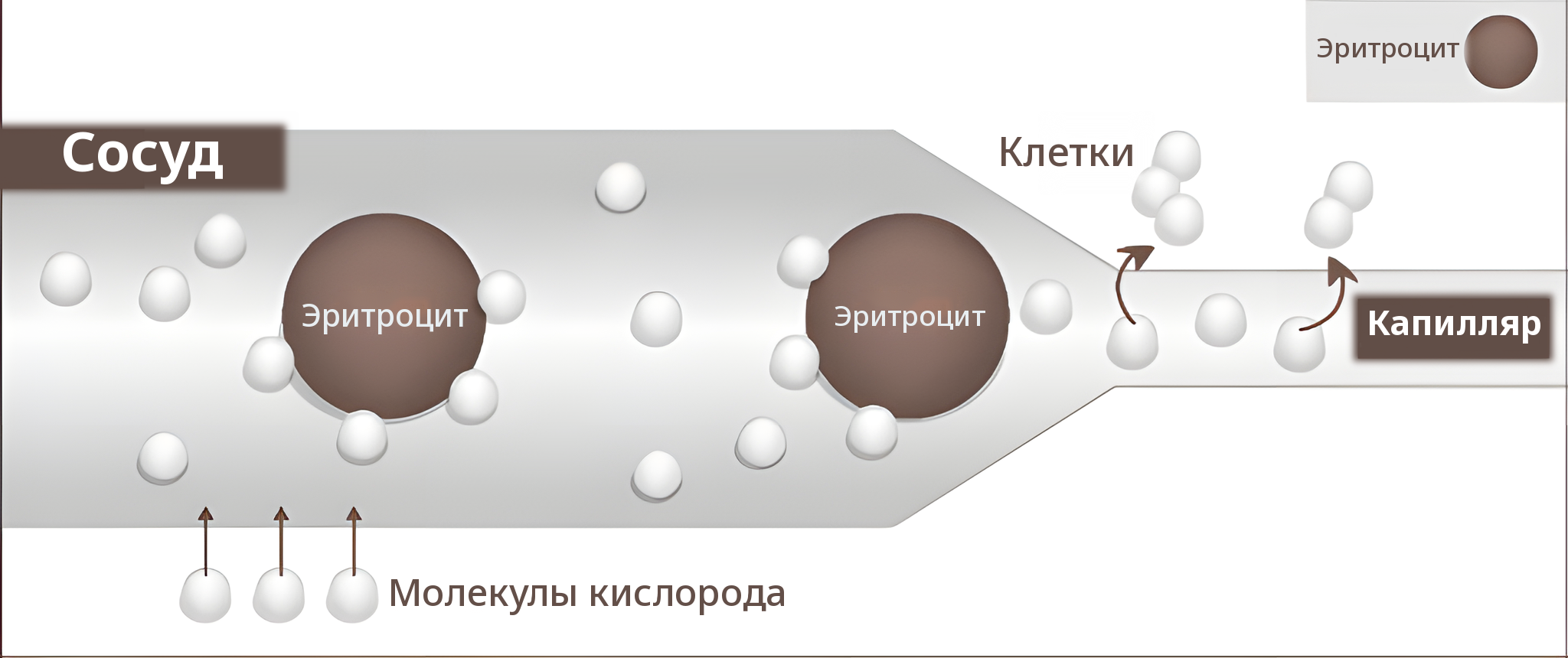 Схема сосуда при повышенном давлении: молекулы кислорода растворяются в крови и достигают капилляров и клеток