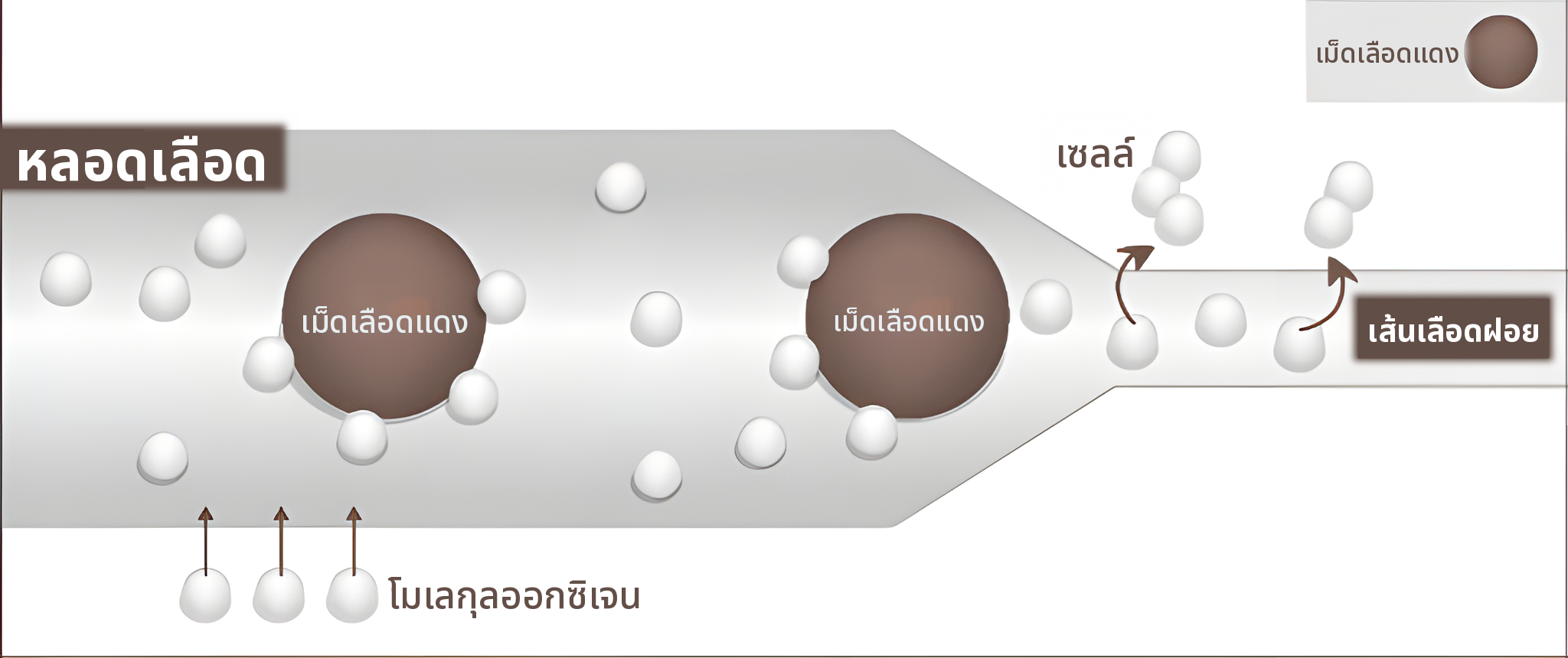 ภาพประกอบหลอดเลือดเมื่อความดันสูง — โมเลกุลออกซิเจนละลายในเลือดและไปถึงหลอดเลือดฝอยและเซลล์