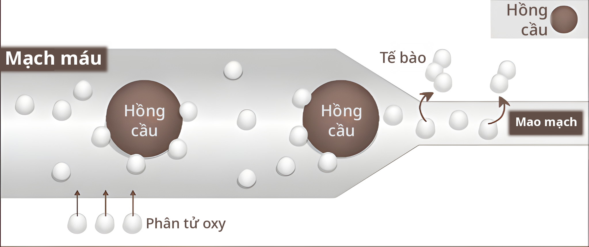 Hình minh họa mạch máu khi áp suất cao — phân tử oxy hòa tan vào máu và đến tận mao mạch và tế bào