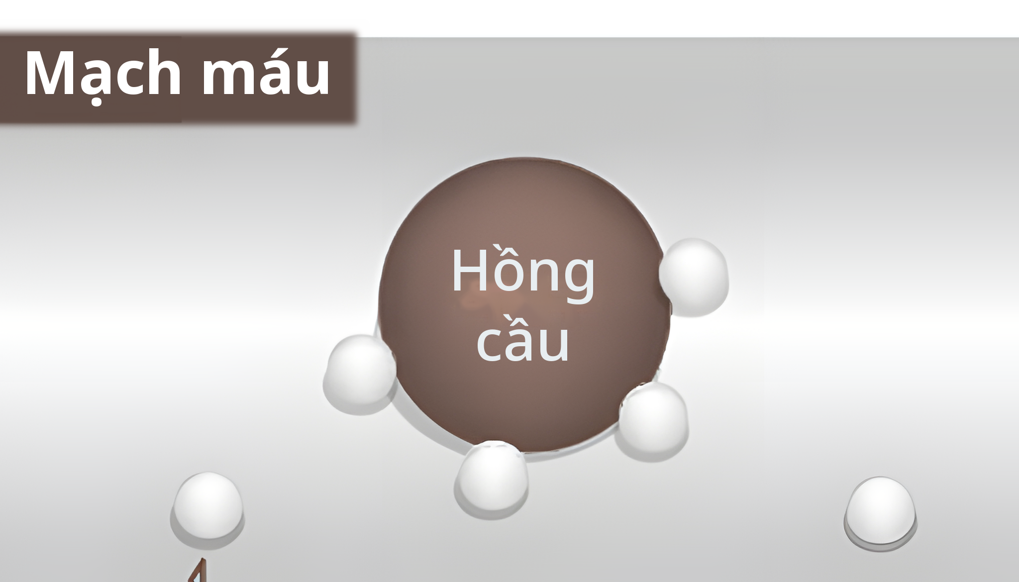 Hình phóng đại bên trong mạch máu với phân tử oxy gắn vào hồng cầu