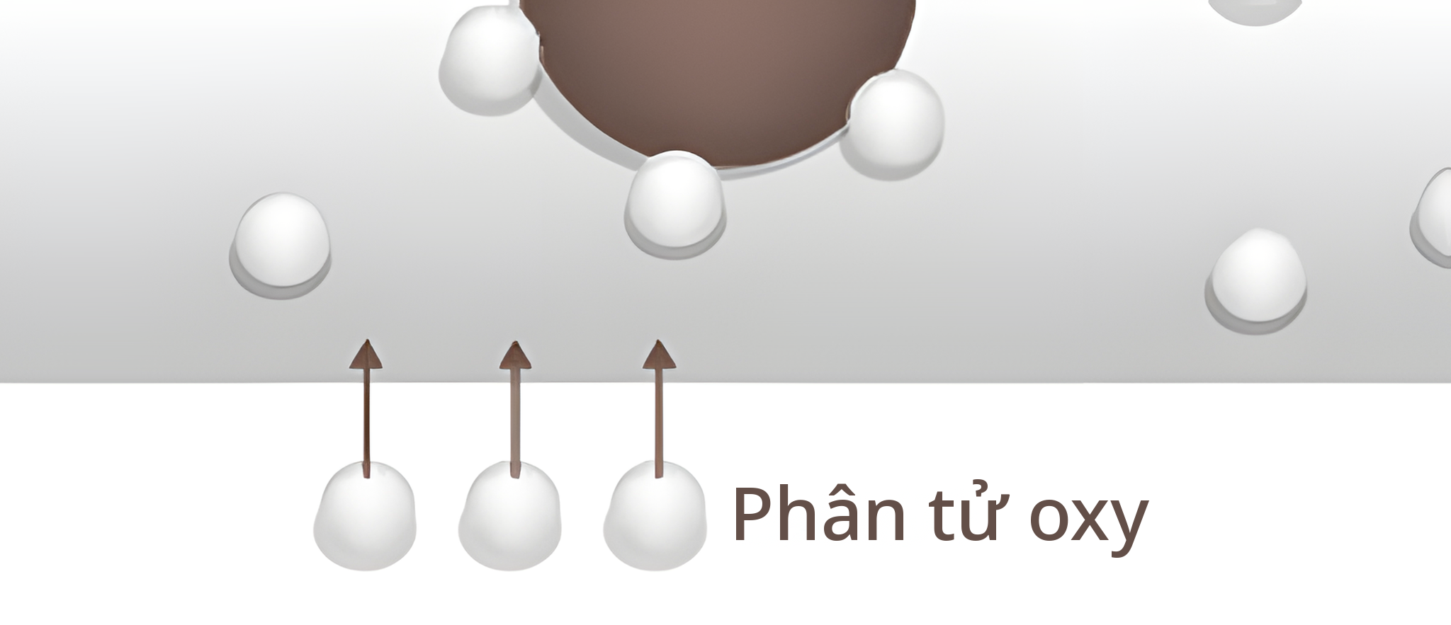 Hình phóng đại phân tử oxy đi vào trong máu từ phía dưới mạch máu