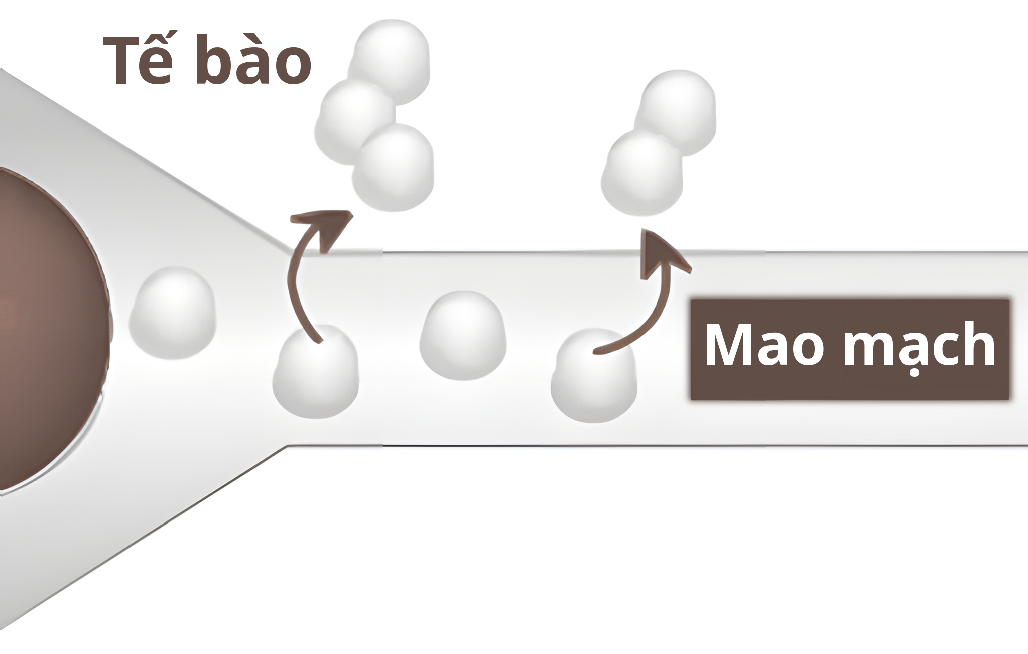 Hình phóng đại phân tử oxy đi qua mao mạch và đến tận tế bào