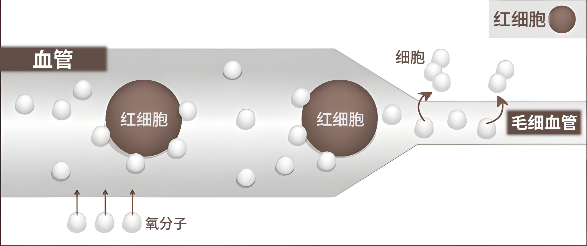 高气压时的血管示意图——氧分子溶解于血液,到达毛细血管与细胞