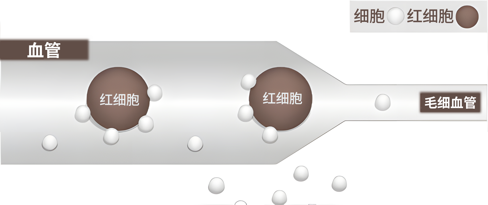 1个大气压环境中的血管示意图——红细胞与氧分子经过血管,逐渐汇入变窄的毛细血管