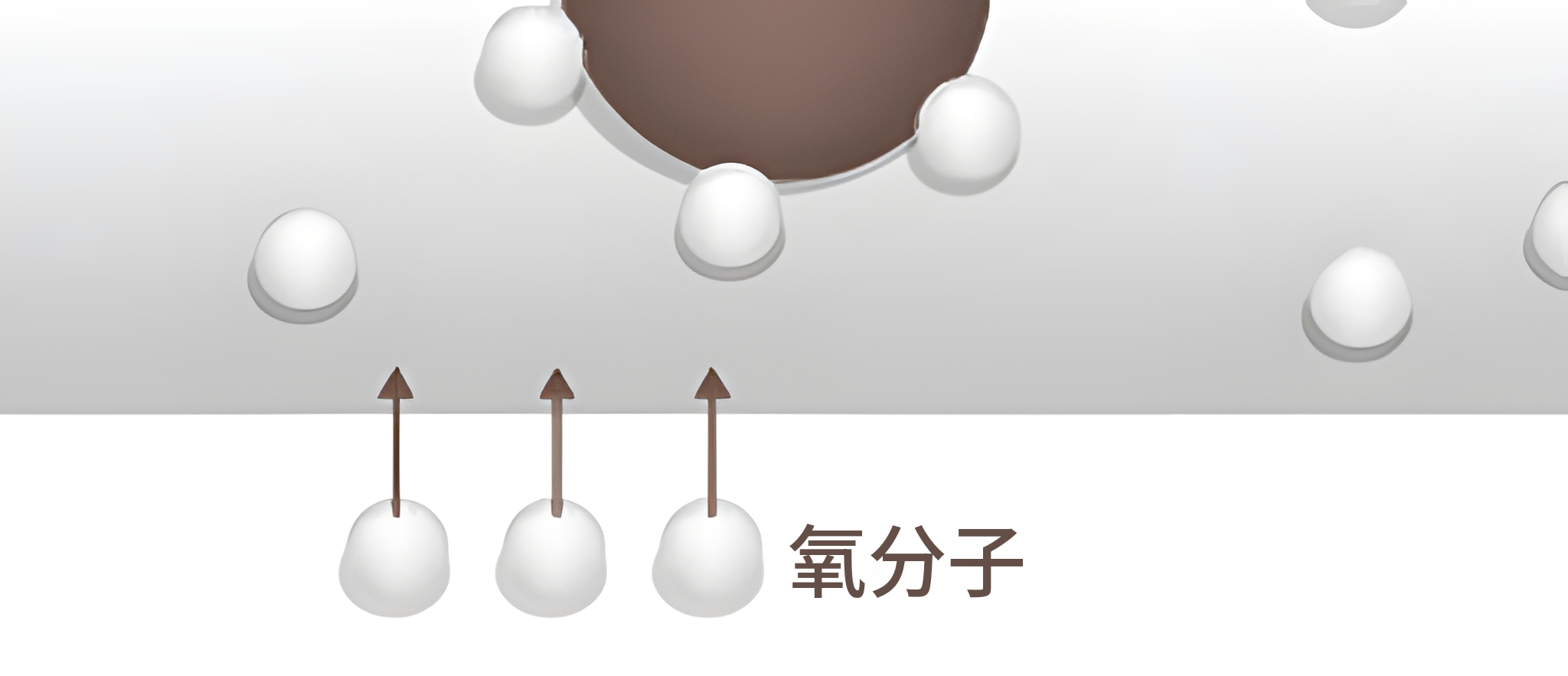 氧分子从血管下方进入血液的放大示意图