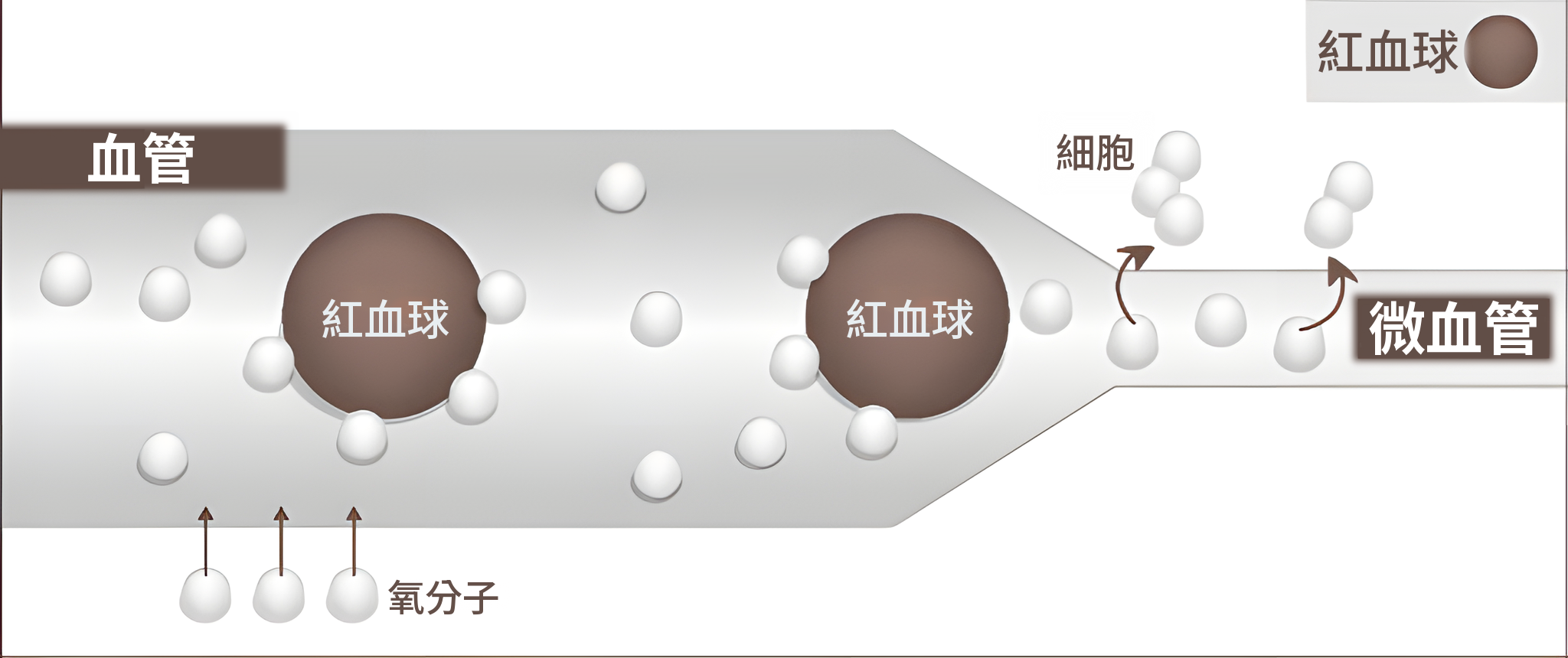 高氣壓時的血管示意圖——氧分子溶入血液，並抵達微血管與細胞
