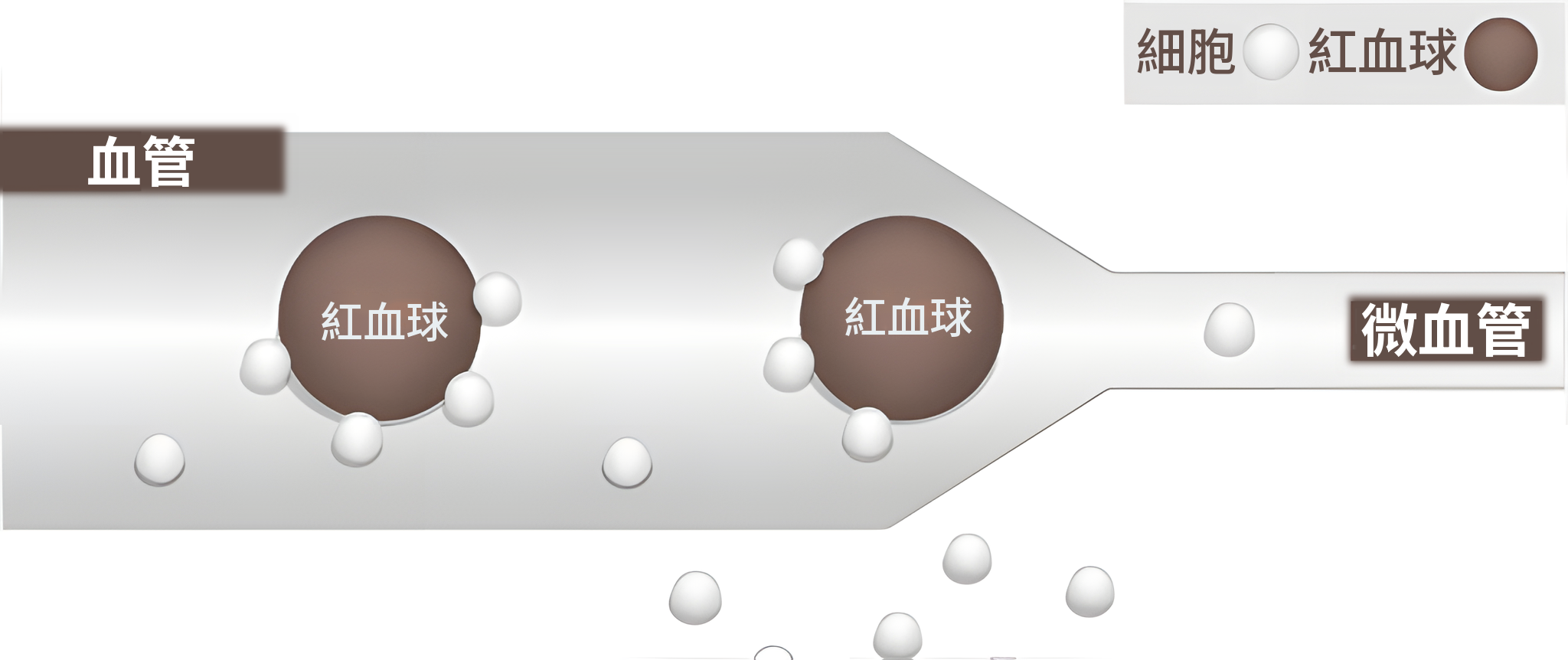 1 大氣壓環境中的血管示意圖——紅血球與氧分子通過血管後，逐漸進入變窄的微血管
