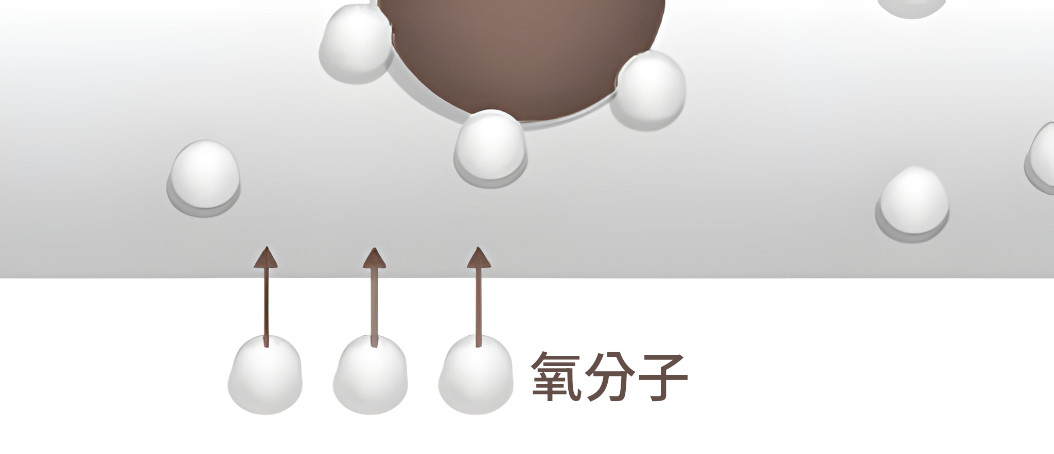 氧分子從血管下方進入血液的放大示意圖
