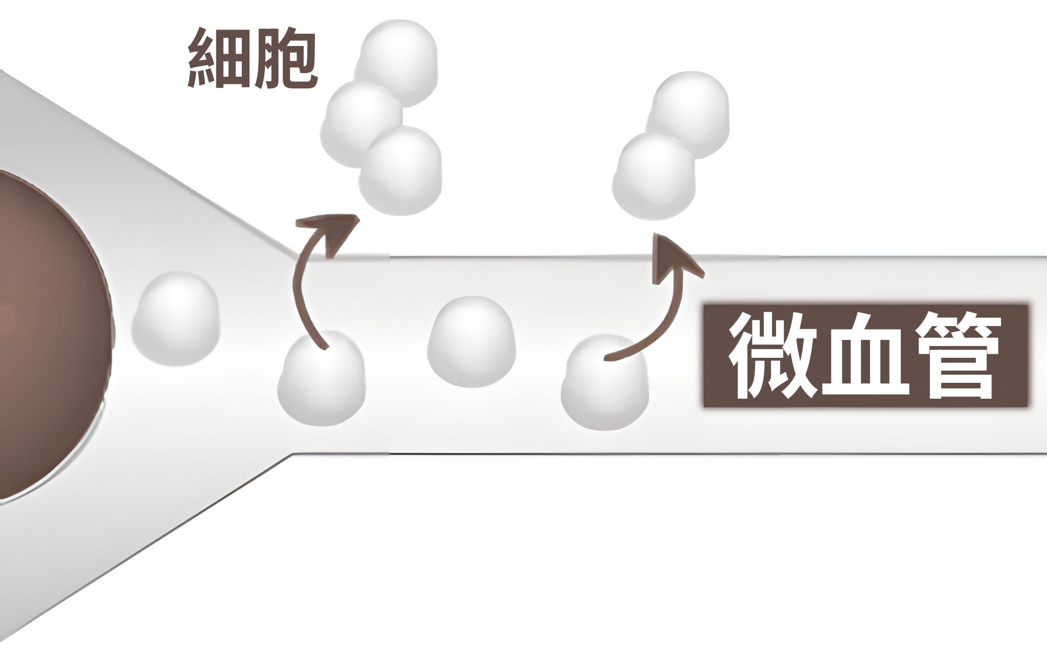 氧分子通過微血管抵達細胞的放大示意圖