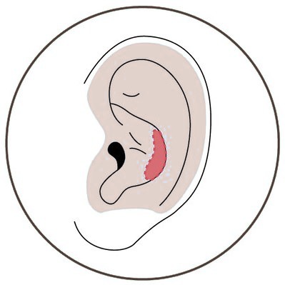 귀 단면에 귀연골 위치를 표시한 일러스트