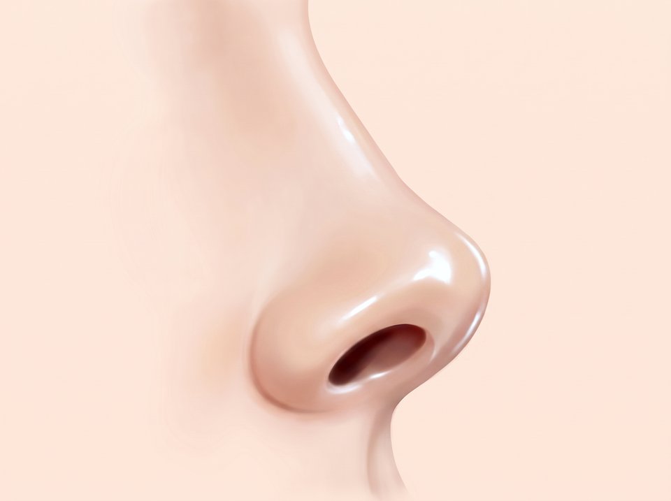 옆에서 본 코 일러스트 — 코가 짧아지고 코끝이 들려 콧구멍이 드러난 모습