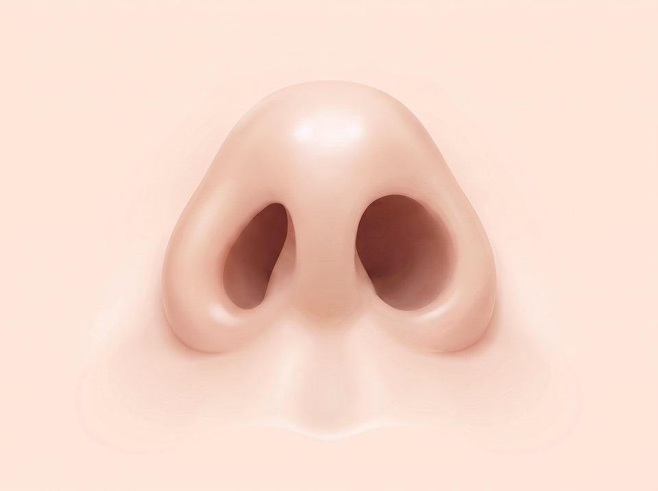 아래에서 올려다본 코 일러스트 — 좌우 콧구멍의 크기와 높이가 다른 모습