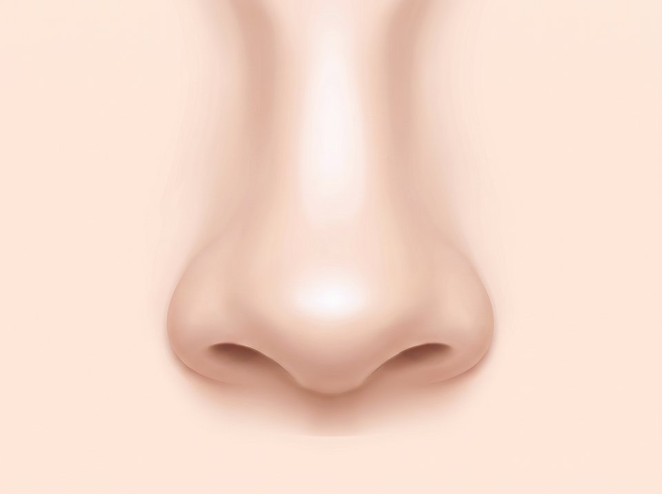 정면에서 본 코 일러스트 — 콧등이 넓고 낮게 퍼진 모습