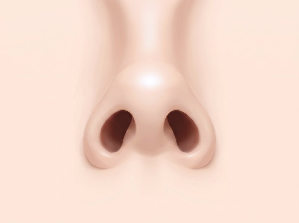정면에서 본 코 일러스트 — 코끝이 들려 정면에서 두 콧구멍이 드러난 모습