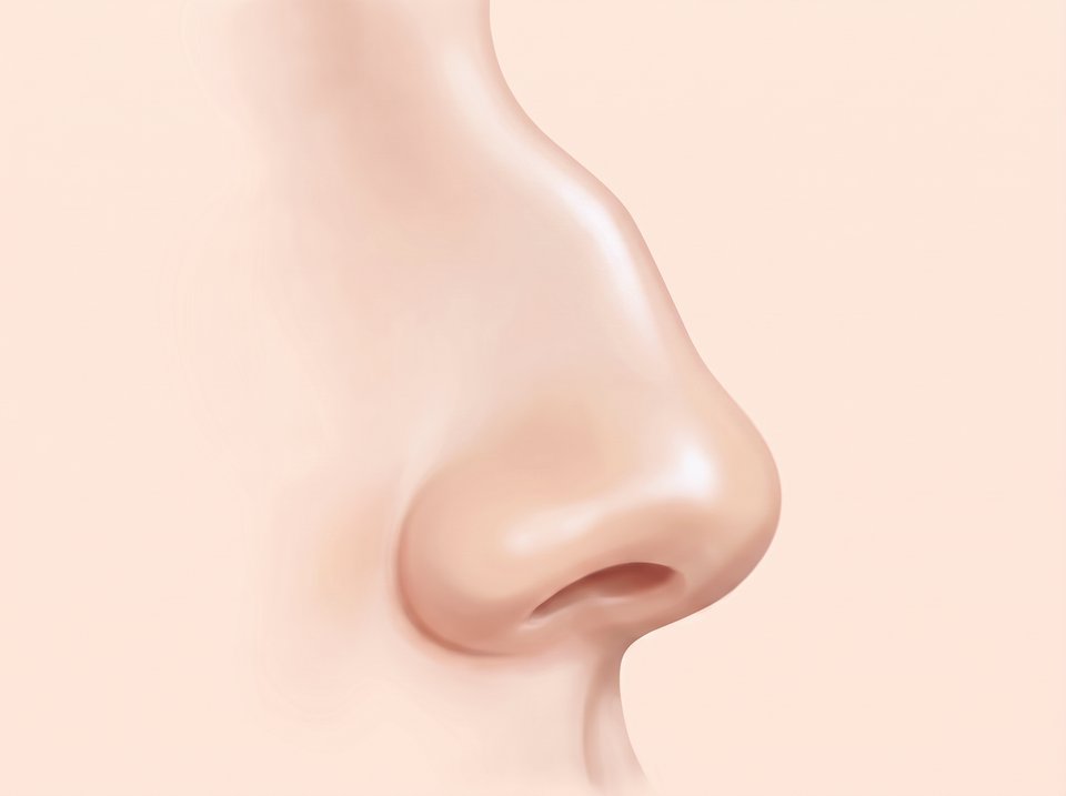 옆에서 본 코 일러스트 — 콧대 가운데에 매부리가 볼록 솟은 모습